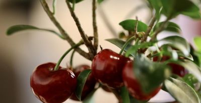 适合家庭庭院盆栽的10种果树，好看好养又结果 - 图画吧TUHUABA