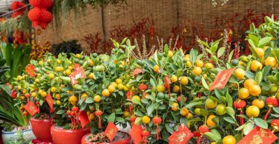 年花花语大公开：这些“好意头”，你知道几个？ - 今日头条