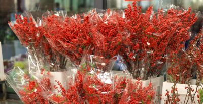 年花花语大公开:这些“好意头”,你知道几个? - 今日头条 年花花语大公开:这些“好意头”,你知道几个? - 图画吧TUHUABA