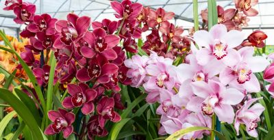 年花花语大公开:这些“好意头”,你知道几个? - 今日头条 年花花语大公开:这些“好意头”,你知道几个? - 图画吧TUHUABA