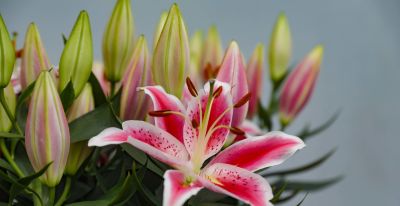 年花花语大公开:这些“好意头”,你知道几个? - 今日头条 年花花语大公开:这些“好意头”,你知道几个? - 图画吧TUHUABA