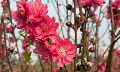 年花花语大公开:这些“好意头”,你知道几个? - 今日头条 年花花语大公开:这些“好意头”,你知道几个? - 图画吧TUHUABA