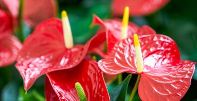 年花花语大公开:这些“好意头”,你知道几个? - 今日头条 年花花语大公开:这些“好意头”,你知道几个? - 图画吧TUHUABA