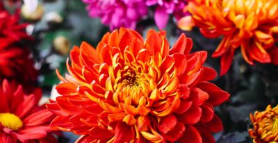 年花花语大公开:这些“好意头”,你知道几个? - 今日头条 年花花语大公开:这些“好意头”,你知道几个? - 图画吧TUHUABA