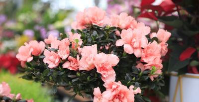 年花花语大公开:这些“好意头”,你知道几个? - 今日头条 年花花语大公开:这些“好意头”,你知道几个? - 图画吧TUHUABA