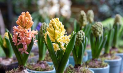 年花花语大公开:这些“好意头”,你知道几个? - 今日头条 年花花语大公开:这些“好意头”,你知道几个? - 图画吧TUHUABA