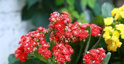 年花花语大公开:这些“好意头”,你知道几个? - 今日头条 年花花语大公开:这些“好意头”,你知道几个? - 图画吧TUHUABA