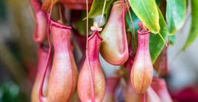 年花花语大公开:这些“好意头”,你知道几个? - 今日头条 年花花语大公开:这些“好意头”,你知道几个? - 图画吧TUHUABA