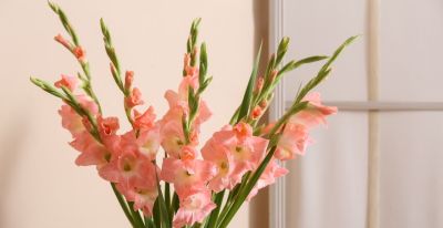 年花花语大公开:这些“好意头”,你知道几个? - 今日头条 年花花语大公开:这些“好意头”,你知道几个? - 图画吧TUHUABA