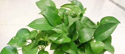 花卉:绿萝养不好？记住这几点，轻松爬满整面墙 - 今日头条