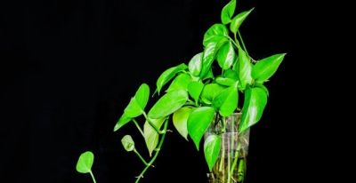 花卉:绿萝养不好？记住这几点，轻松爬满整面墙 - 图画吧TUHUABA