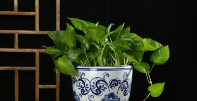 花卉:绿萝养不好？记住这几点，轻松爬满整面墙 - 图画吧TUHUABA