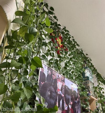 河南一女子，因老爸养10年的“绿萝成精”走红，网友：太震撼了！ - 今日头条