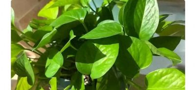 别人家的绿萝油绿疯长，你家却半死不活 - 今日头条