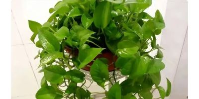 别人家的绿萝油绿疯长，你家却半死不活 - 图画吧TUHUABA