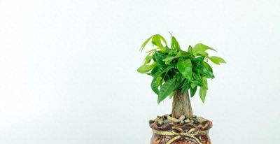 家里的阳台怎么养好发财树 - 今日头条