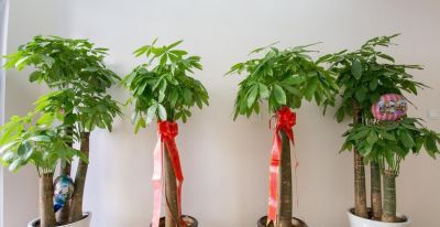 家里的阳台怎么养好发财树 - 图画吧TUHUABA