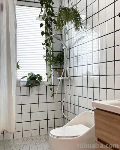 适合卫生间的6种花，耐阴又好看，好养又皮实，提升幸福感！ - 图画吧TUHUABA