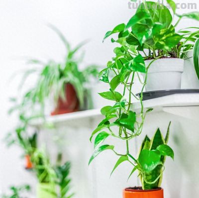 适合卫生间的6种花，耐阴又好看，好养又皮实，提升幸福感！ - 今日头条