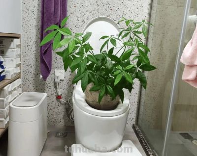 适合卫生间的6种花，耐阴又好看，好养又皮实，提升幸福感！ - 图画吧TUHUABA