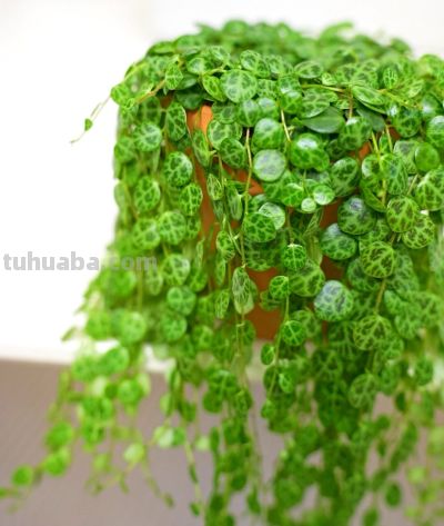 适合卫生间的6种花，耐阴又好看，好养又皮实，提升幸福感！ - 图画吧TUHUABA