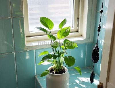 适合卫生间的6种花，耐阴又好看，好养又皮实，提升幸福感！ - 图画吧TUHUABA