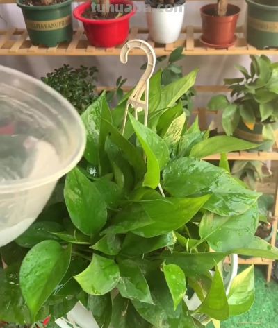 适合卫生间的6种花，耐阴又好看，好养又皮实，提升幸福感！ - 图画吧TUHUABA