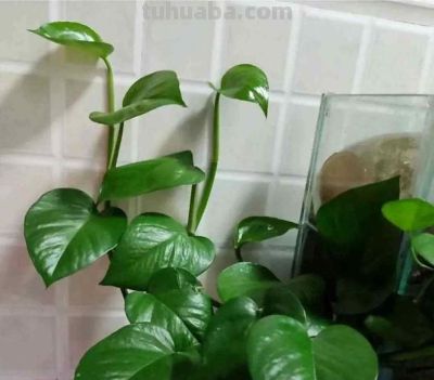 适合卫生间的6种花，耐阴又好看，好养又皮实，提升幸福感！ - 图画吧TUHUABA