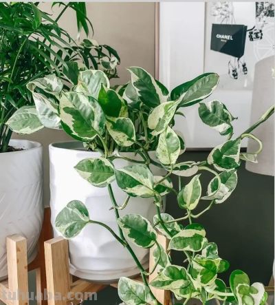 适合卫生间的6种花，耐阴又好看，好养又皮实，提升幸福感！ - 图画吧TUHUABA