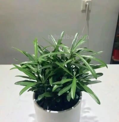 适合卫生间的6种花，耐阴又好看，好养又皮实，提升幸福感！ - 图画吧TUHUABA