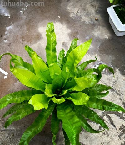 适合卫生间的6种花，耐阴又好看，好养又皮实，提升幸福感！ - 图画吧TUHUABA