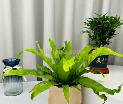 适合卫生间的6种花，耐阴又好看，好养又皮实，提升幸福感！ - 图画吧TUHUABA