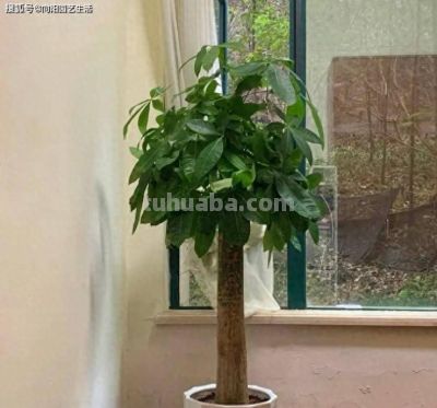 你买的发财树，都是没根的，粗根砍掉了，剩下毛细根，难养 - 今日头条