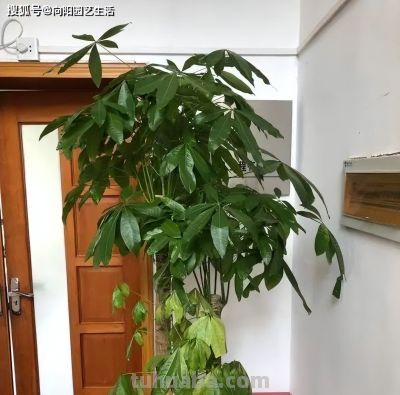 你买的发财树，都是没根的，粗根砍掉了，剩下毛细根，难养 - 图画吧TUHUABA