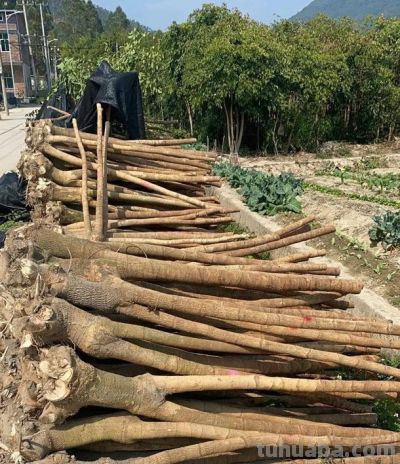 你买的发财树，都是没根的，粗根砍掉了，剩下毛细根，难养 - 图画吧TUHUABA