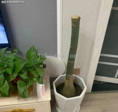 你买的发财树，都是没根的，粗根砍掉了，剩下毛细根，难养 - 图画吧TUHUABA