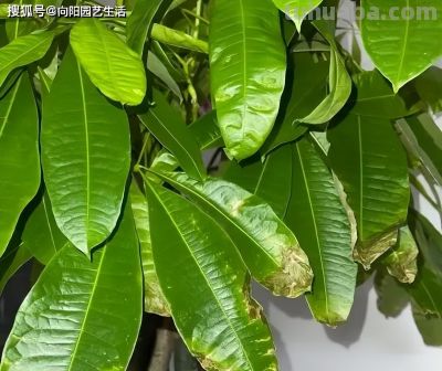 你买的发财树，都是没根的，粗根砍掉了，剩下毛细根，难养 - 图画吧TUHUABA