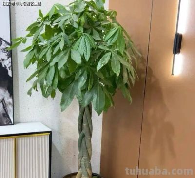 你买的发财树，都是没根的，粗根砍掉了，剩下毛细根，难养 - 图画吧TUHUABA