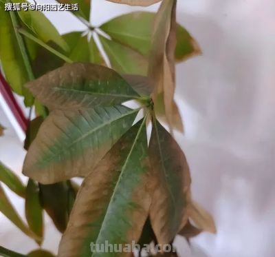 你买的发财树，都是没根的，粗根砍掉了，剩下毛细根，难养 - 图画吧TUHUABA