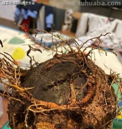 你买的发财树，都是没根的，粗根砍掉了，剩下毛细根，难养 - 图画吧TUHUABA