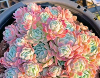 10种“超耐冻”的多肉，露养无压力，出状态绝美 - 图画吧TUHUABA