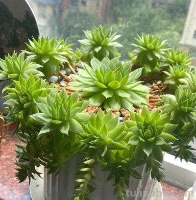 10种“超耐冻”的多肉，露养无压力，出状态绝美 - 图画吧TUHUABA