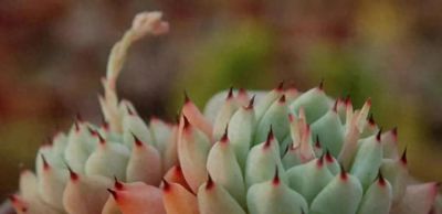 10种“超耐冻”的多肉，露养无压力，出状态绝美 - 今日头条