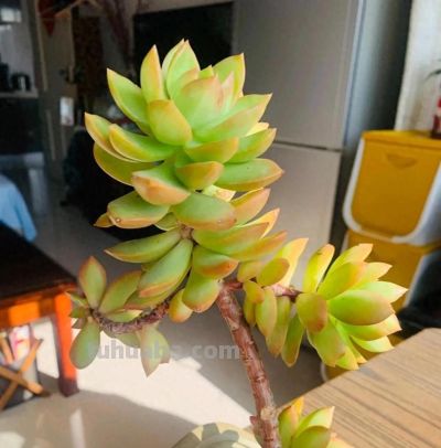 10种“超耐冻”的多肉，露养无压力，出状态绝美 - 图画吧TUHUABA