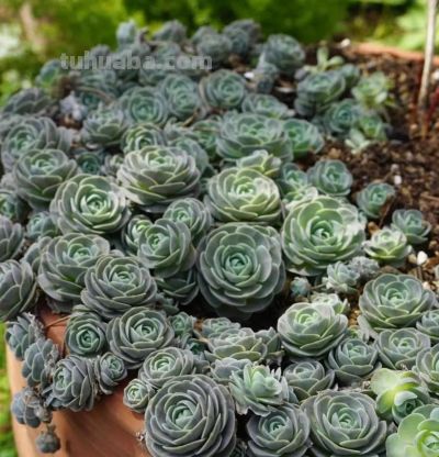 10种“超耐冻”的多肉，露养无压力，出状态绝美 - 图画吧TUHUABA