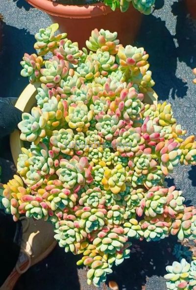 10种“超耐冻”的多肉，露养无压力，出状态绝美 - 图画吧TUHUABA