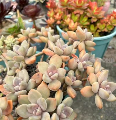 10种“超耐冻”的多肉，露养无压力，出状态绝美 - 图画吧TUHUABA