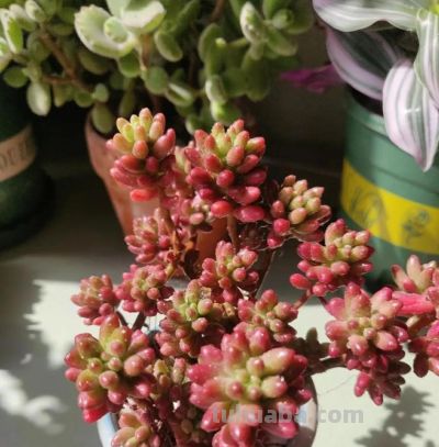 10种“超耐冻”的多肉，露养无压力，出状态绝美 - 图画吧TUHUABA