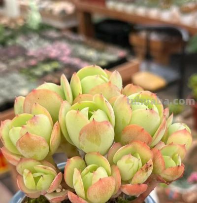 10种“超耐冻”的多肉，露养无压力，出状态绝美 - 图画吧TUHUABA