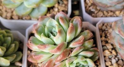 买多肉都想要大冠幅，但皮实好看还得是小盆 - 图画吧TUHUABA